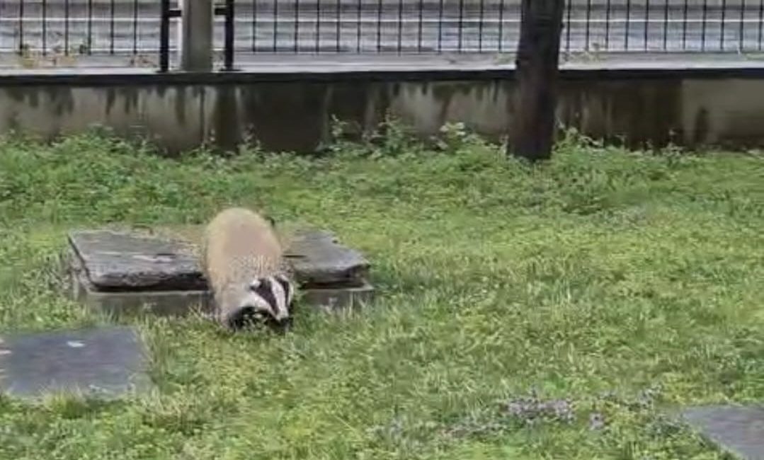 Trabzon’un Arsin ilçesinde bir sitenin bahçesine yanlışlıkla giren porsuk, hem