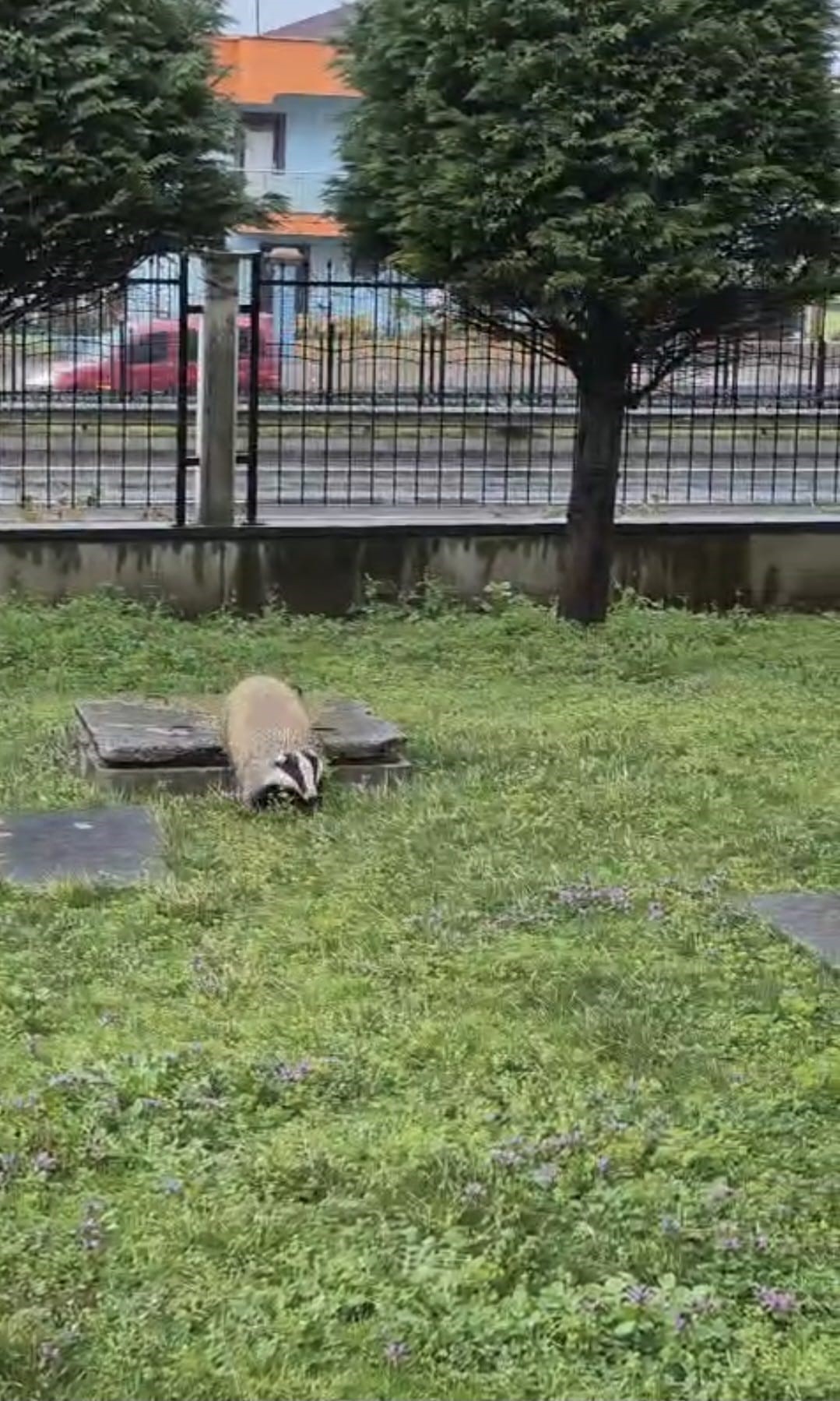 Trabzon’un Arsin ilçesinde bir sitenin bahçesine yanlışlıkla giren porsuk, hem