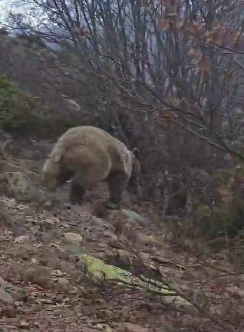 Erzurum’un sarp dağlarında kuş gözlemi yaparken kış uykusundan yeni uyanmış