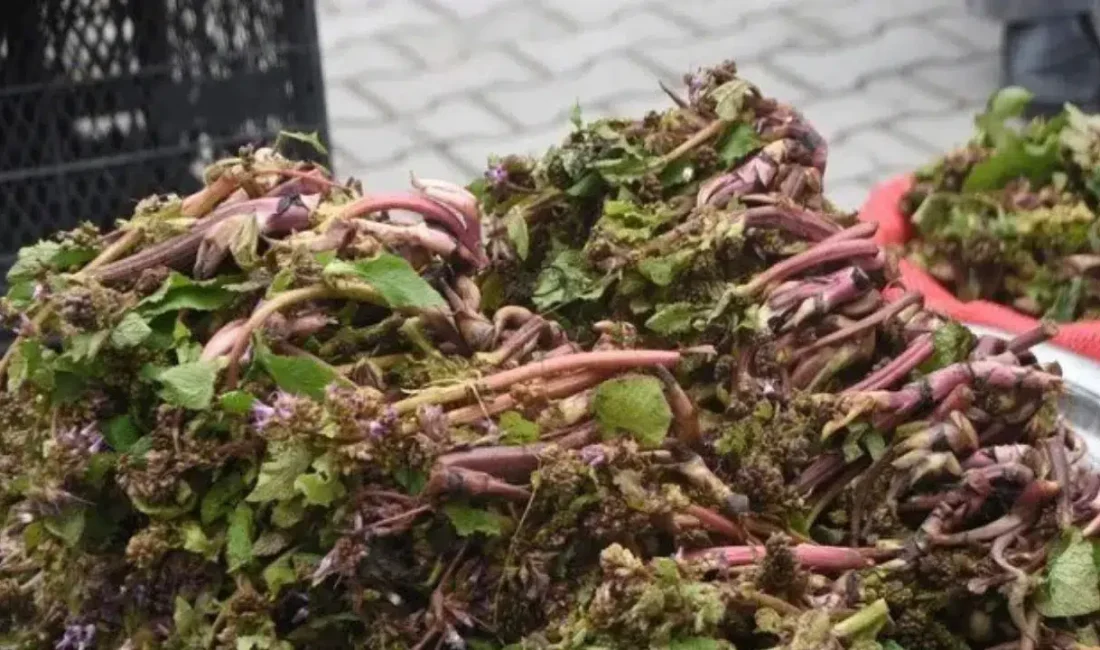 Sinop’un bereketli topraklarında yetişen ve antik çağlardan bu yana savaşçılara