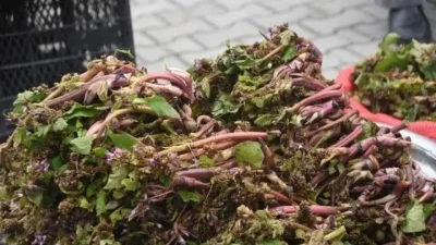 Eski çağlarda savaşçıların cesaret iksiri olarak tükettiği ve baharın en