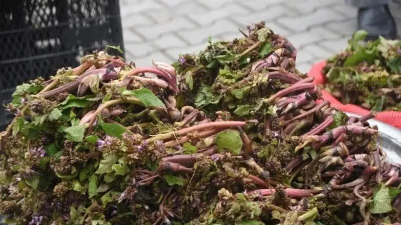 Eski çağlarda savaşçıların cesaret iksiri olarak tükettiği ve baharın en