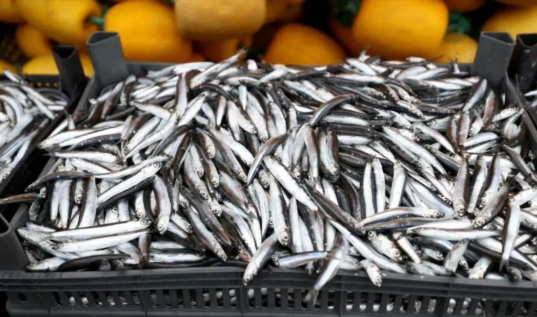 Karadeniz’de etkili olan soğuk hava ve kar yağışı hamsi sürülerinin
