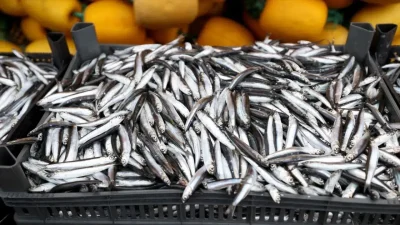 Karadeniz’de etkili olan kar yağışı ve aniden soğuyan deniz suyuyla