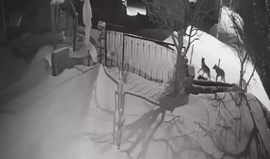 Artvin’in Şavşat ilçesinde dondurucu soğukların etkisiyle yiyecek bulmakta zorlanan kurt