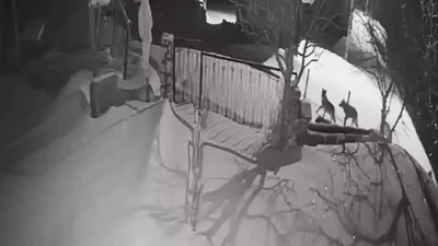 Artvin’in Şavşat ilçesinde dondurucu soğukların etkisiyle yiyecek bulmakta zorlanan kurt