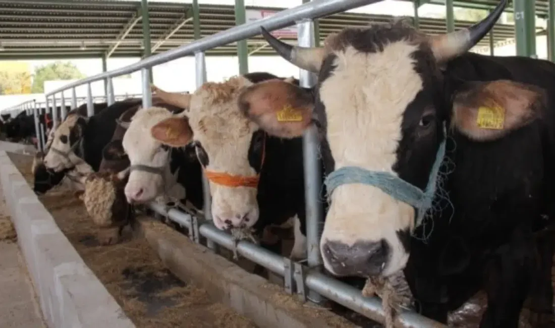 Muğla’nın Menteşe ilçesinde tespit edilen şap hastalığı vakalarının ardından bölgede