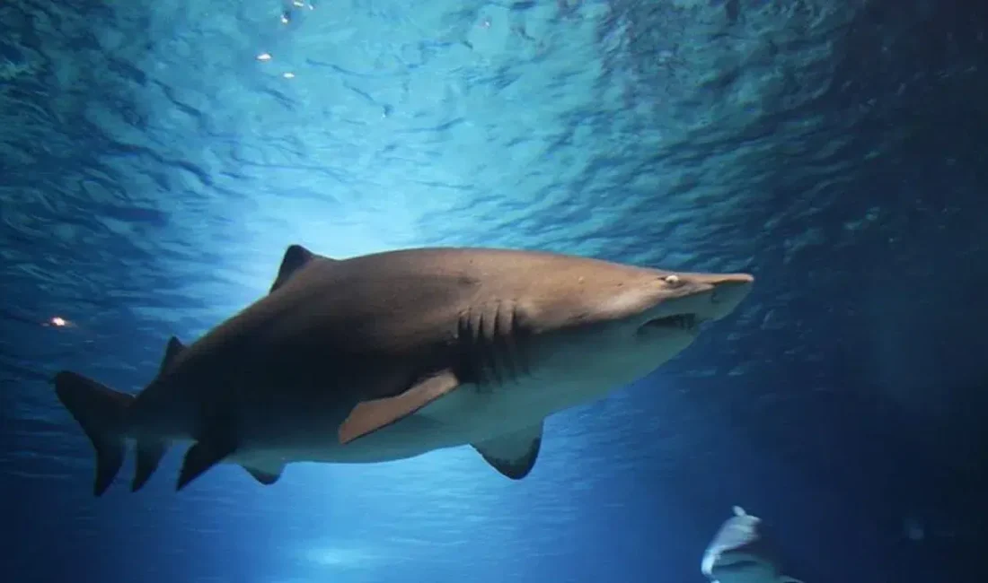 Yeni Kaledonya’nın dünyaca ünlü Anse-Vata plajında sörf yapan 55 yaşındaki