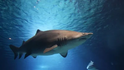 Yeni Kaledonya’nın dünyaca ünlü Anse-Vata plajında sörf yapan 55 yaşındaki