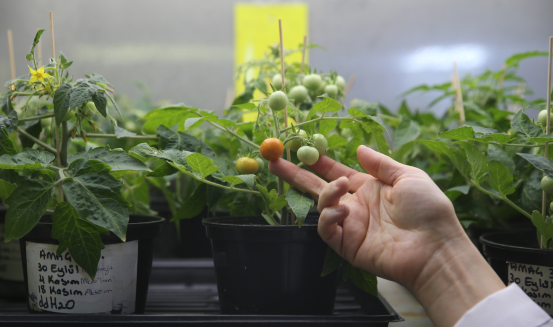 Ege Üniversitesi bünyesinde yürütülen çığır açıcı bir proje ile Türk