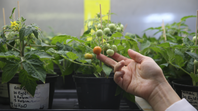 Ege Üniversitesi bünyesinde yürütülen çığır açıcı bir proje ile Türk