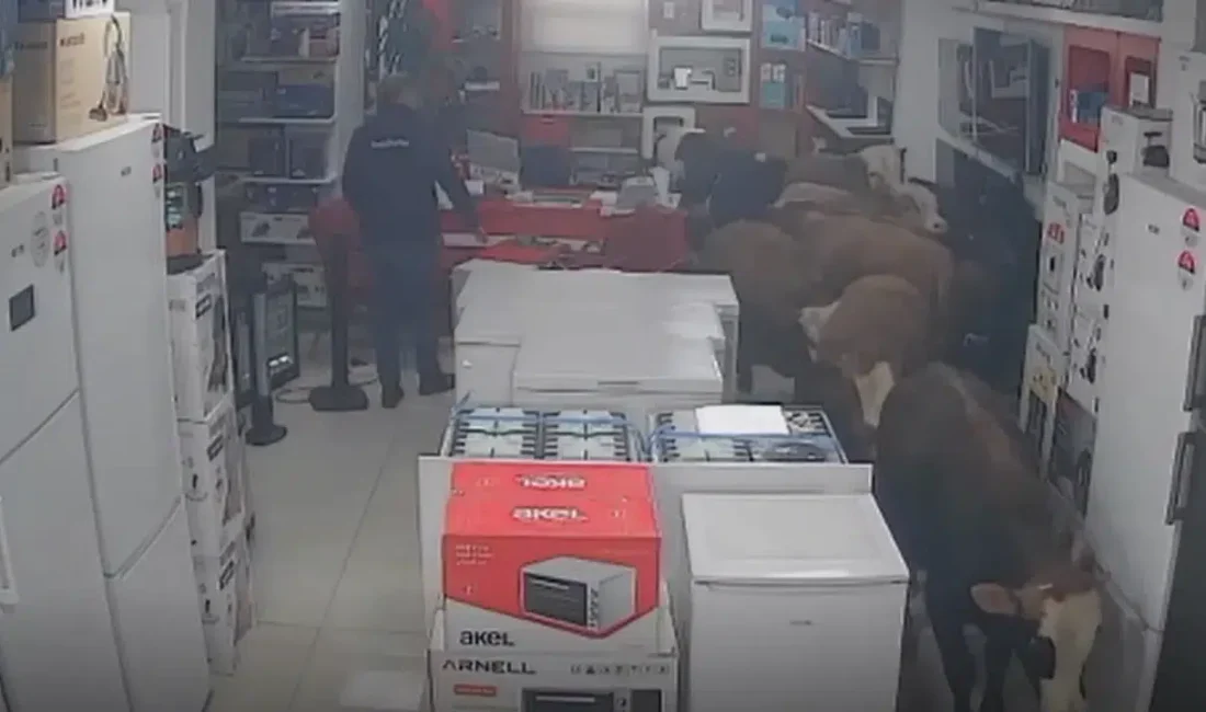 Batman’ın Kozluk ilçesinde sahibinin elinden kurtulmayı başaran firari ineklerin bir