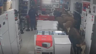 Batman’ın Kozluk ilçesinde sahibinin elinden kurtulmayı başaran firari ineklerin bir