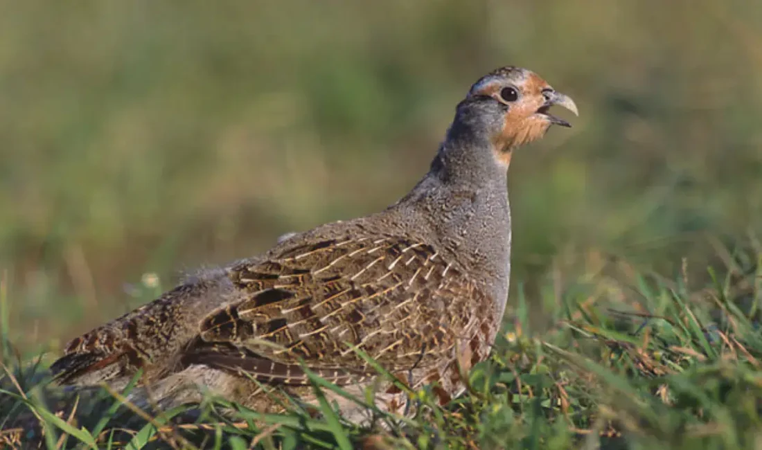 Şırnak’ın Silopi ilçesinde Irak’tan Türkiye’ye giriş yapan bir tırda yapılan