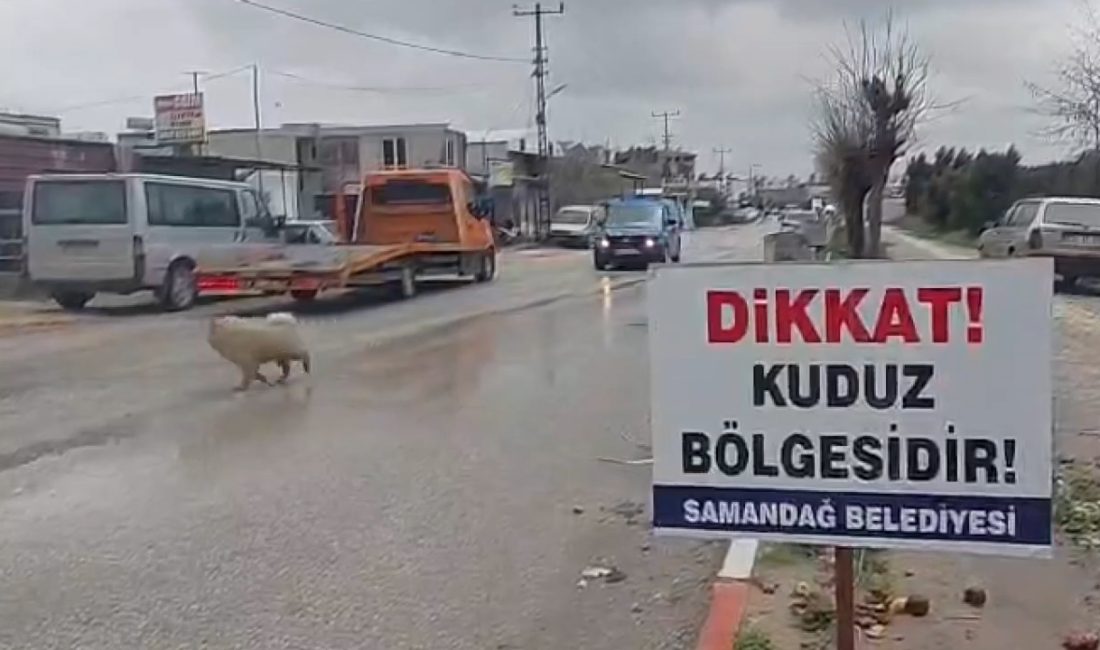 Hatay’ın Samandağ ilçesinde sahipsiz bir köpekte kuduz vakasının tespit edilmesi