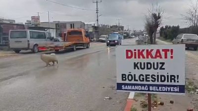 Hatay’ın Samandağ ilçesinde sahipsiz bir köpekte kuduz vakasının tespit edilmesi