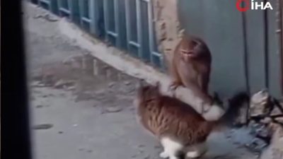 İstanbul Kadıköy’de bir iş yerinden firar eden Rhesus Makak türü