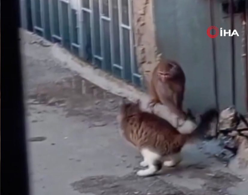 İstanbul Kadıköy’de bir iş yerinden firar eden Rhesus Makak türü