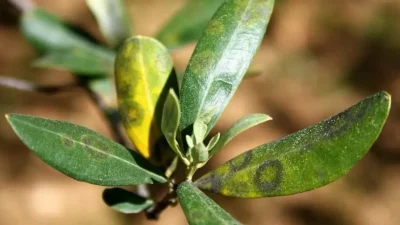 Aydın’ın bereketli topraklarında zeytin hasadı sürerken Didim İlçe Tarım ve