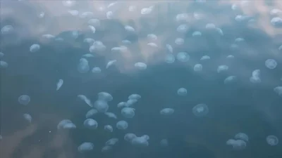 Marmara Denizi’ndeki kirlilik tartışmaları devam ederken Kandilli açıklarında kaydedilen görüntüler