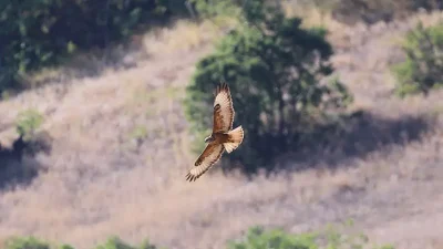 Doğa Koruma ve Milli Parklar ekipleri tarafından farklı noktalarda bitkin