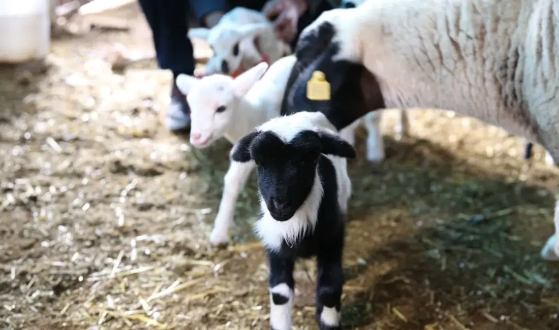 Denizli’nin Pamukkale ilçesinde hayvancılıkla uğraşanları hayrete düşüren nadir bir olay