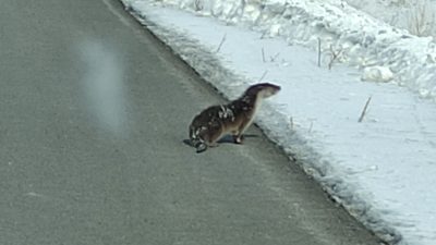 Ardahan-Kars karayolu üzerinde seyir halindeki sürücüler, nesli tükenme tehlikesiyle karşı