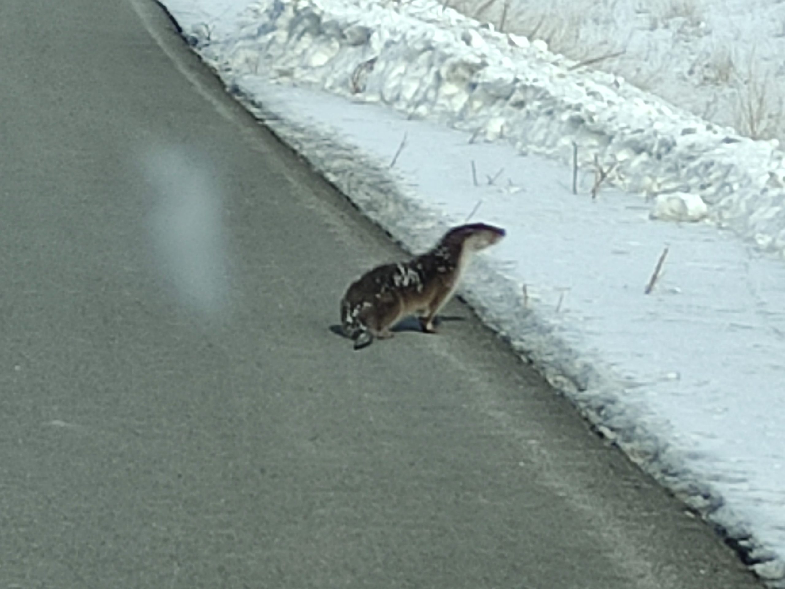 Ardahan-Kars karayolu üzerinde seyir halindeki sürücüler, nesli tükenme tehlikesiyle karşı
