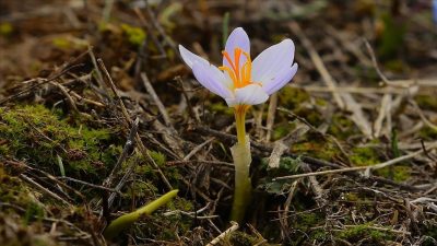 Kışın dondurucu soğuklarını geride bırakmaya hazırlandığımız şu günlerde doğanın uyanışını
