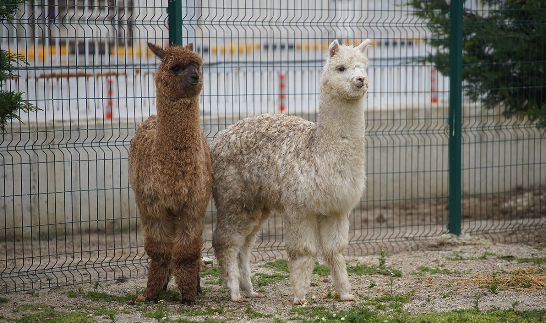 İpsala Gümrük Muhafaza ekiplerinin şüphe ve risk analizleri sonucunda durdurduğu