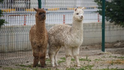 İpsala Gümrük Muhafaza ekiplerinin şüphe ve risk analizleri sonucunda durdurduğu