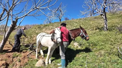 Aydın’ın Germencik ilçesindeki dünyaca ünlü incir bahçelerinde hummalı bir çalışma