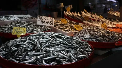 Karadeniz’in gözbebeği hamsi uzun bir aranın ardından Trabzon tezgahlarında yeniden