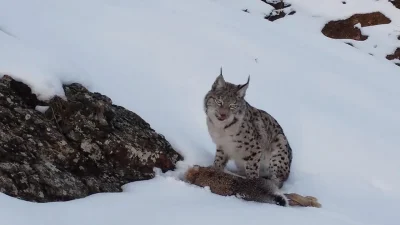 Erzincan’ın karlı zirvelerinde doğanın en sert yüzü bu kez bir
