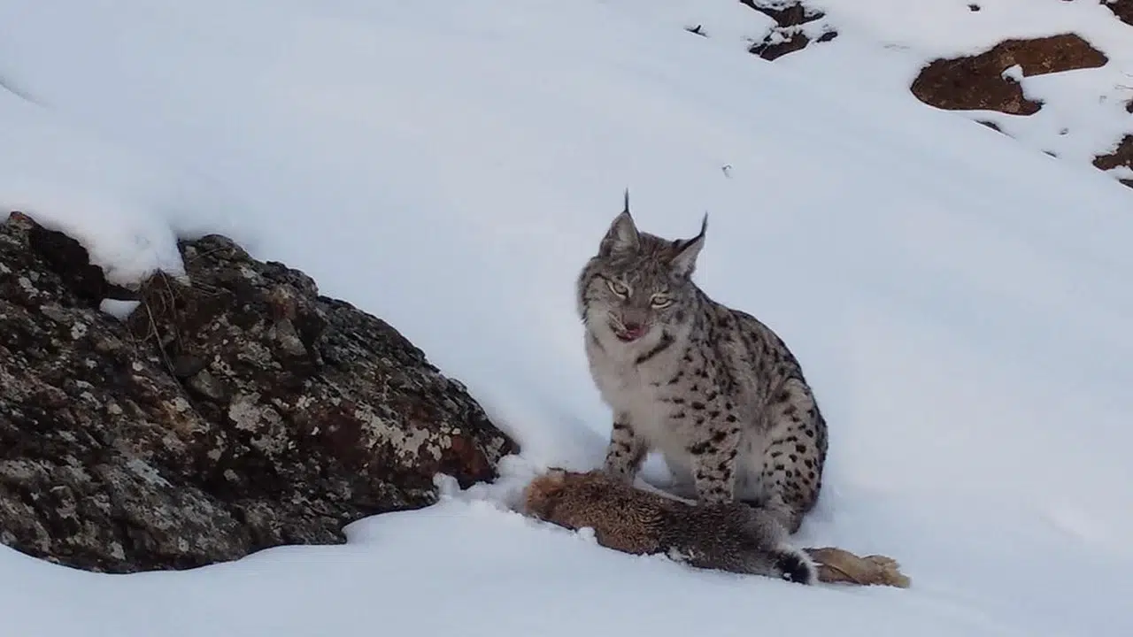 Erzincan’ın karlı zirvelerinde doğanın en sert yüzü bu kez bir