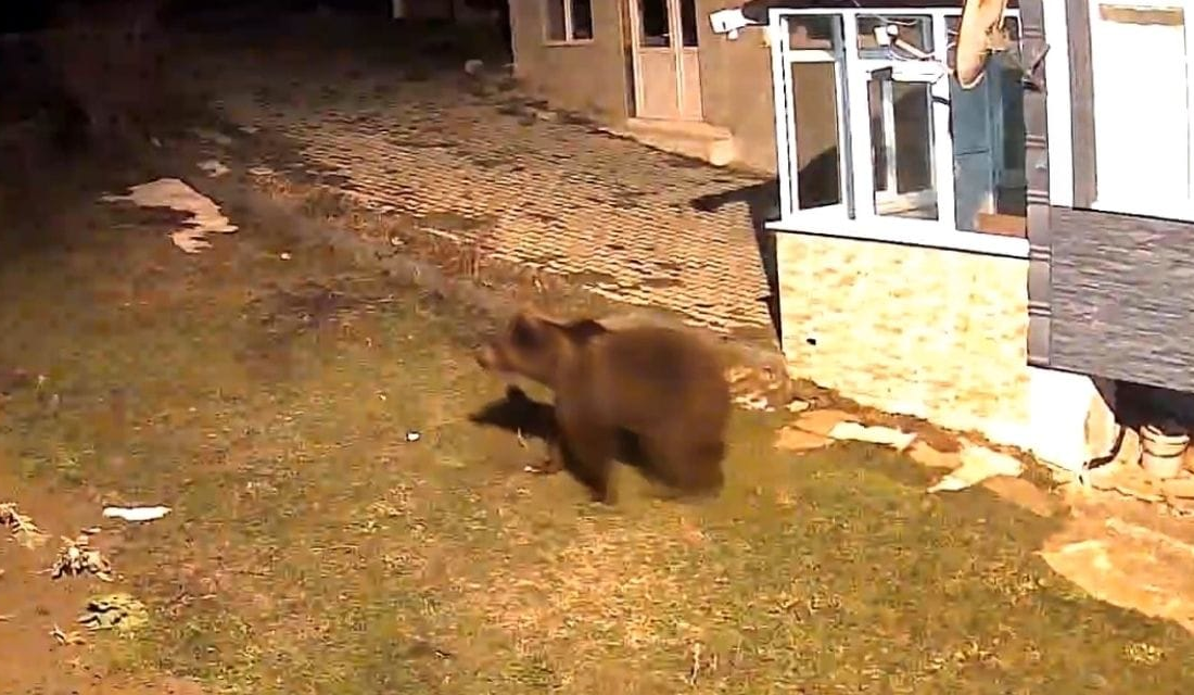 Samsun’un Alaçam ilçesinde sessiz geçen geceyi bozan beklenmedik bir ziyaretçi,