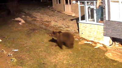 Samsun’un Alaçam ilçesinde sessiz geçen geceyi bozan beklenmedik bir ziyaretçi,