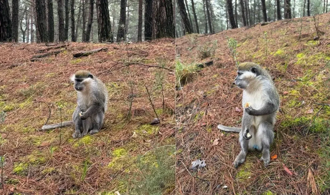 Denizli’nin Pamukkale ilçesinde kuzugöbeği mantarı toplamak için ormanlık alana giden