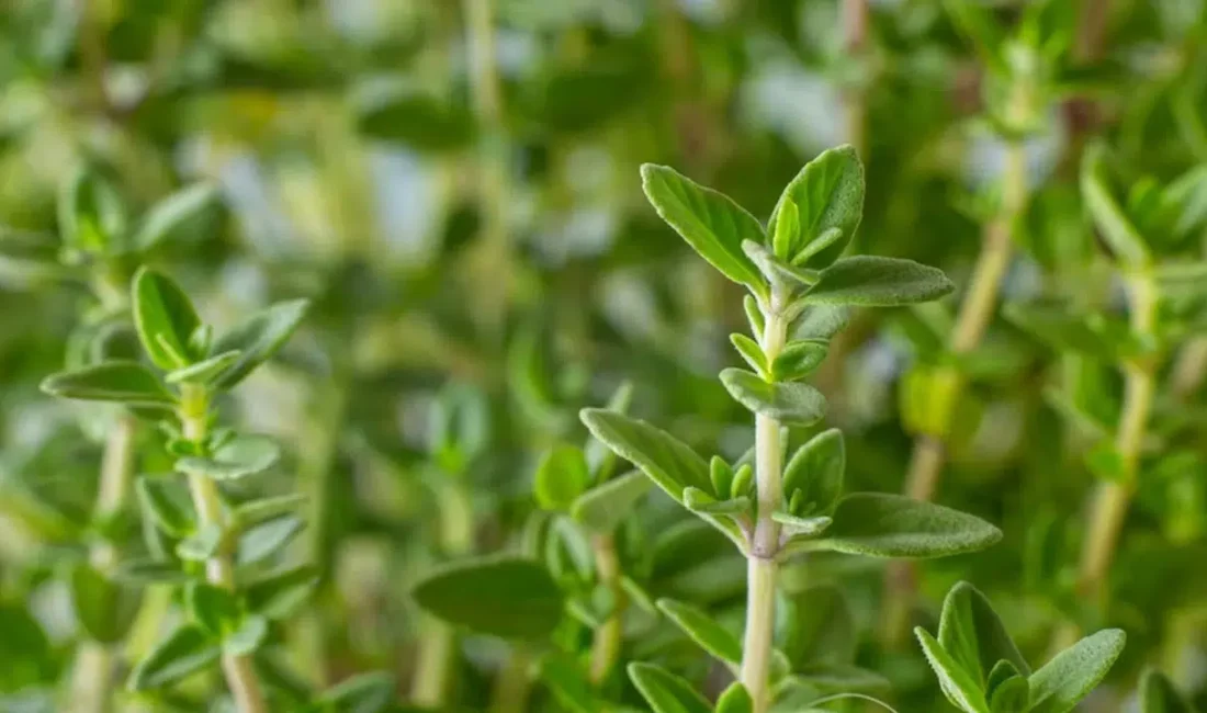 Yüzyıllardır Anadolu’nun her köşesinde şifa niyetine kullanılan kekik, modern tıp