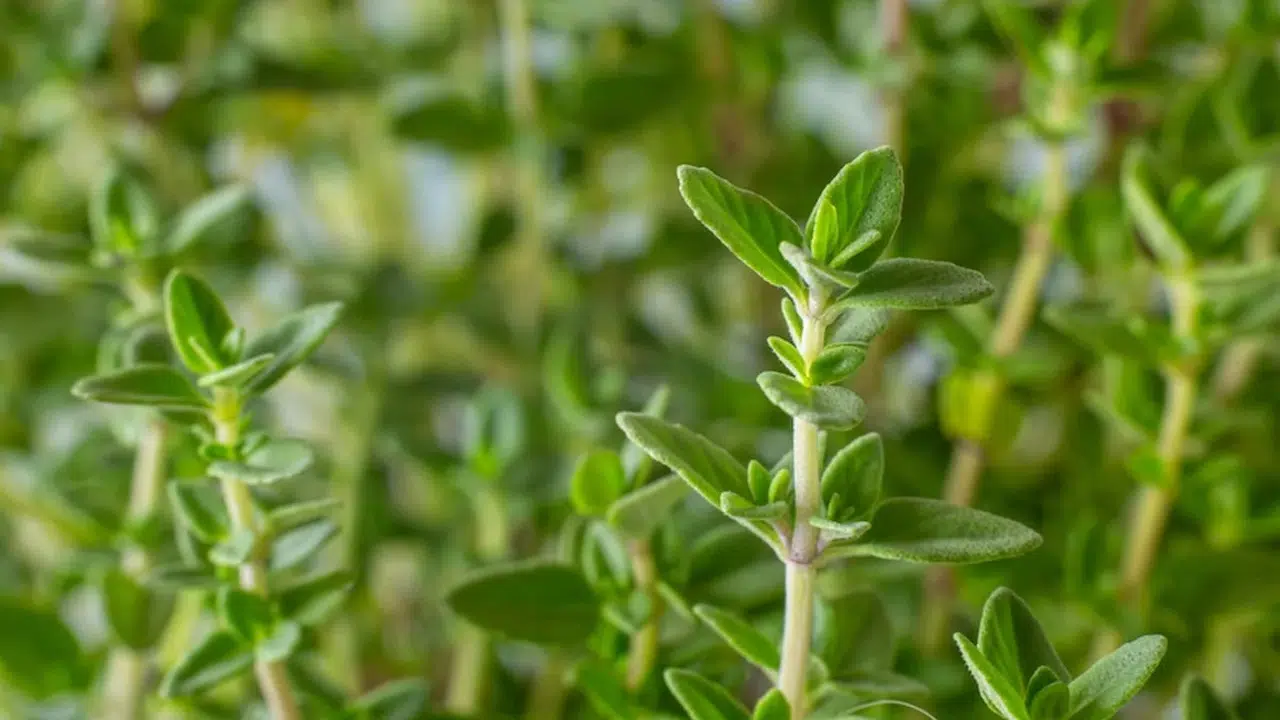 Yüzyıllardır Anadolu’nun her köşesinde şifa niyetine kullanılan kekik, modern tıp
