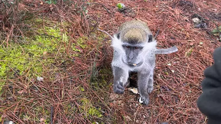 Denizli’nin Pamukkale ilçesinde kuzugöbeği mantarı toplamak için ormanlık alana giren