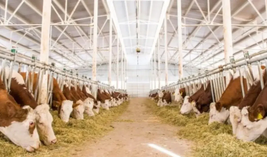 Kütahya’nın Domaniç ilçesinde tespit edilen şap hastalığı vakaları bölgede büyük