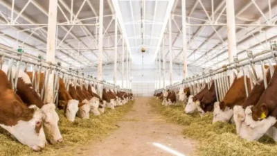 Kütahya’nın Domaniç ilçesinde tespit edilen şap hastalığı vakaları bölgede büyük