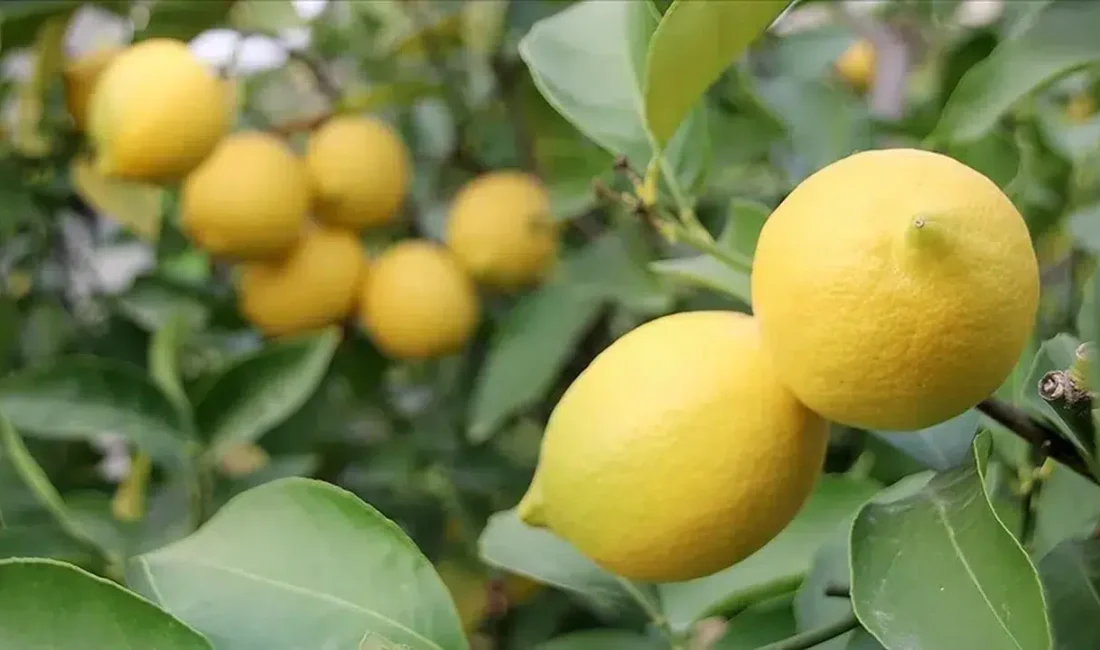 Türkiye genelinde pazar ve market tezgahlarında limon fiyatları son dönemin