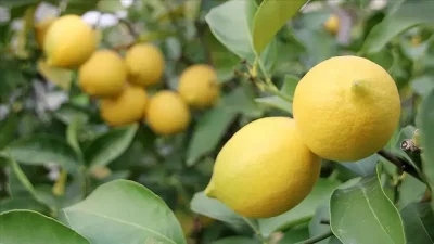 Türkiye genelinde pazar ve market tezgahlarında limon fiyatları son dönemin