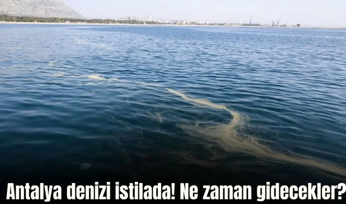 Antalya Körfezi’nde son günlerde Kızıldeniz kaynaklı denizanası popülasyonunda yaşanan dikkat