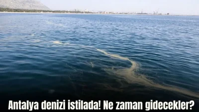 Antalya Körfezi’nde son günlerde Kızıldeniz kaynaklı denizanası popülasyonunda yaşanan dikkat