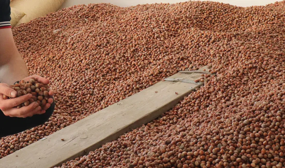 8 Mart 2026 Pazar günü itibarıyla Giresun’da fındık fiyatlarındaki son