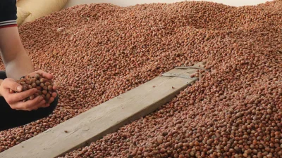 8 Mart 2026 Pazar günü itibarıyla Giresun’da fındık fiyatlarındaki son