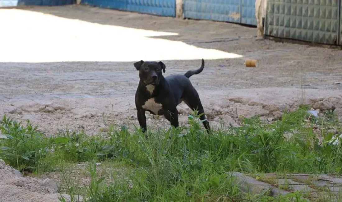 İzmir’in Çiğli ilçesinde apartman bahçesinde oyun oynarken komşusuna ait tasmasız
